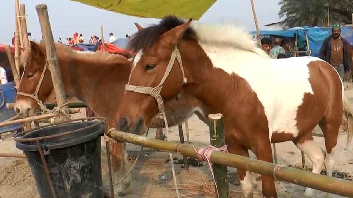 জমে উঠেছে ঐতিহ্যবাহী চেরাডাঙ্গী ঘোড়ার মেলা